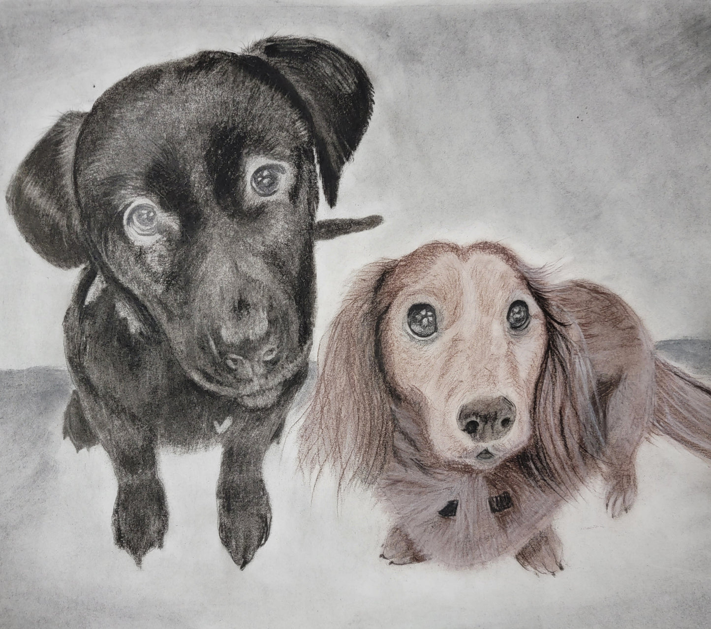 Pet Portrait Commissions